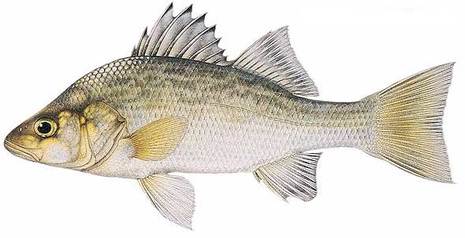 White Perch: An invasive species of the great lakes - About